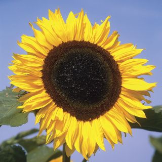 American Giant Sunflower Thumbnail